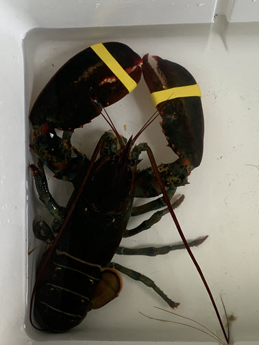 live lobster