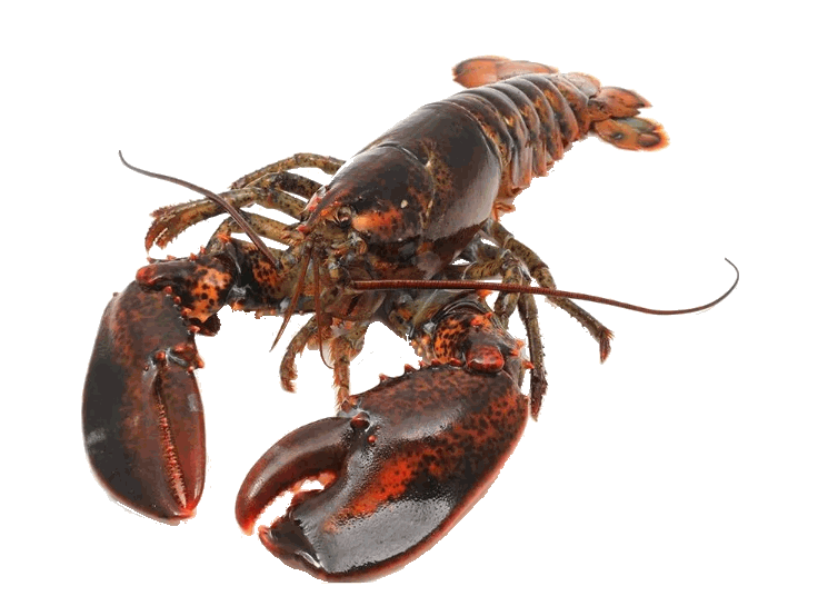 live lobster